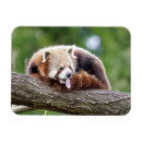 Recherche de panda magnets Moderne