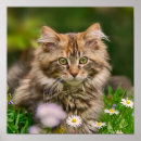 Zoek naar coon posters Dieren
