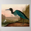 Recherche de oiseau bleu posters Grue