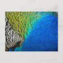 Zoek naar peacock feather briefkaarten Kleurrijk