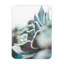 Recherche de succulent magnets Botanique