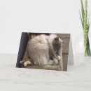 Recherche de petit somme vœux cartes Chat