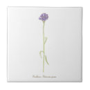 Zoek naar korenbloem tegels Floreel