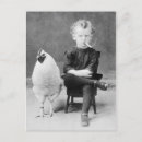 Zoek naar kip briefkaarten Foto