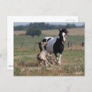 Recherche de gypsy cartes postales Chevaux