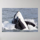 Zoek naar orka posters Oceaan