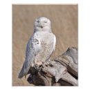 Recherche de hibou neigeux posters Chouette