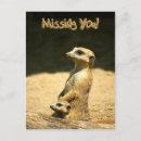 Recherche de suricates cartes postales Mongoose
