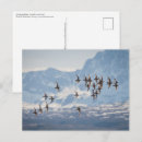 Recherche de bécasseaux cartes postales Oiseau