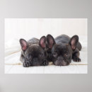 Recherche de panne posters Chiot