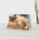 Recherche de felines toutes vœux cartes Chat