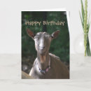 Recherche de vieille chèvre cartes postales Animal