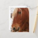 Recherche de cheval belge cartes postales Équin