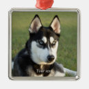 Recherche de siberian husky ornements Pet