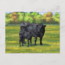 Recherche de angus cartes postales Vache