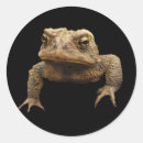 Recherche de toad autocollants Animal