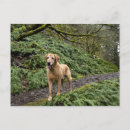 Recherche de pistes cartes postales Sentier