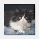 Recherche de de b magnets Chat