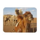 Recherche de camelus Désert
