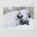Zoek naar bizon briefkaarten Winter