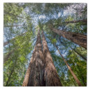 Recherche de séquoia carreaux Bois