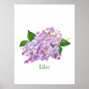 Zoek naar lila bloemen posters Waterverf