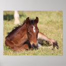 Recherche de foies posters Animal