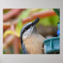 Zoek naar oranje vogel posters Wilde vogels