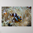 Zoek naar aquarium kunst Sinaasappel