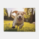 Recherche de chien de labrador terrasses jardins Dog