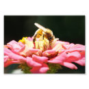 Recherche de zin Fleur