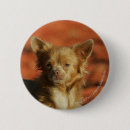 Recherche de chiot de chiwawa badges Plomb et pam langrish