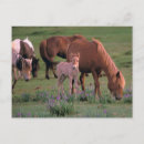 Zoek naar wild paarden briefkaarten Veulen