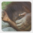 Recherche de primate autocollants Faune