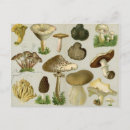Recherche de champignon comestible cartes postales Champignons