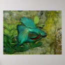 Recherche de splendens de betta posters Tropical
