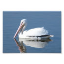 Recherche de pelican posters Blanc
