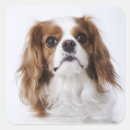 Recherche de petite race de chien autocollants Nature