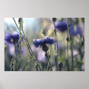 Zoek naar korenbloemen posters Blauw