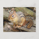 Recherche de tamia cartes postales Nature