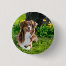 Recherche de berger australien badges Dog