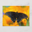 Recherche de papillon tigre cartes postales Swallowtail