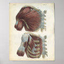 Recherche de épaule posters Muscles