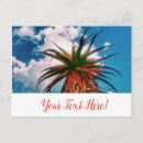Recherche de orange verte cartes postales Succulent