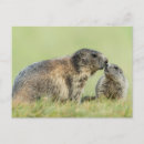 Recherche de marmottes cartes postales Bois