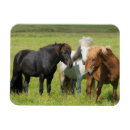 Zoek naar ijslandse paarden magneten Danita delimont