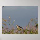 Zoek naar kolibrie posters Afdrukken