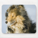Recherche de chien berger tapis souris Vertical