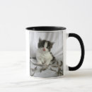 Recherche de chat blanc gris tasses Animaux
