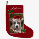 Recherche de pitbull chaussette de noël Chiot